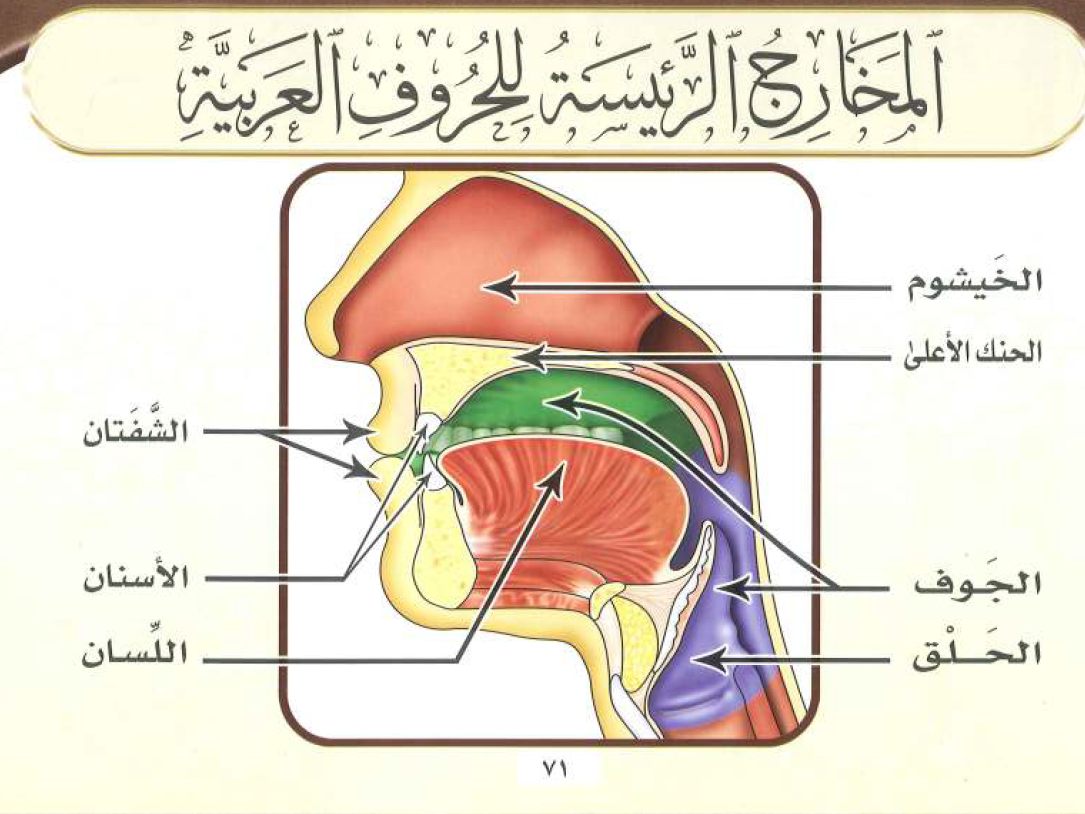 مخارج الحروف في اللغة العربية