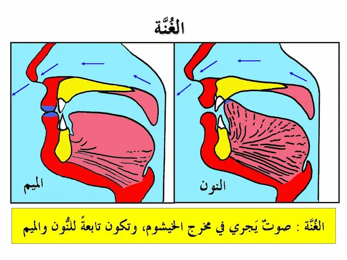 العلاقة بين الغنة والتشديد في علم الأصوات